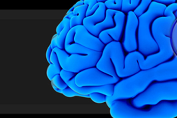 Zoomed in image of 3D brain on website.