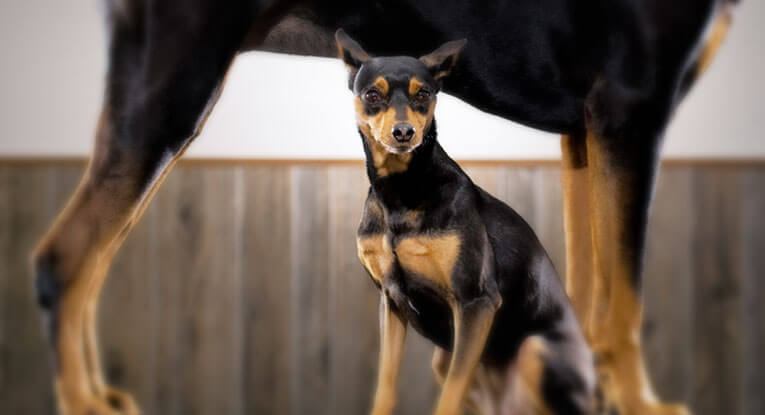 Compete With the Big Dogs: Marketing Strategies for Small Businesses