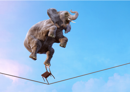 elephant balancing on tight rope