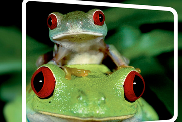 High-resolution, close-up image highlighting color depth and photographic quality of a direct mail piece FabCom designed. Images feature a baby tree frog sitting atop its mother.